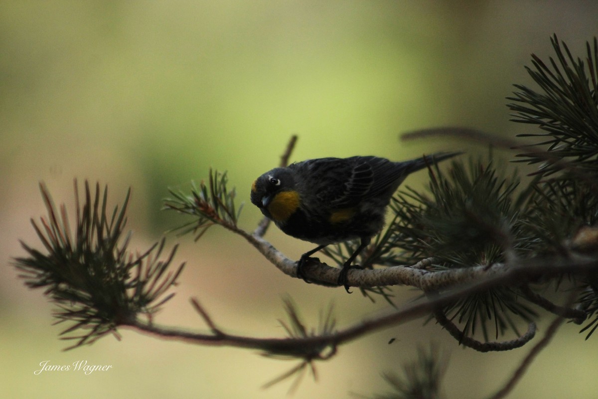 Yellow-rumped Warbler (Audubon's) - ML620290528