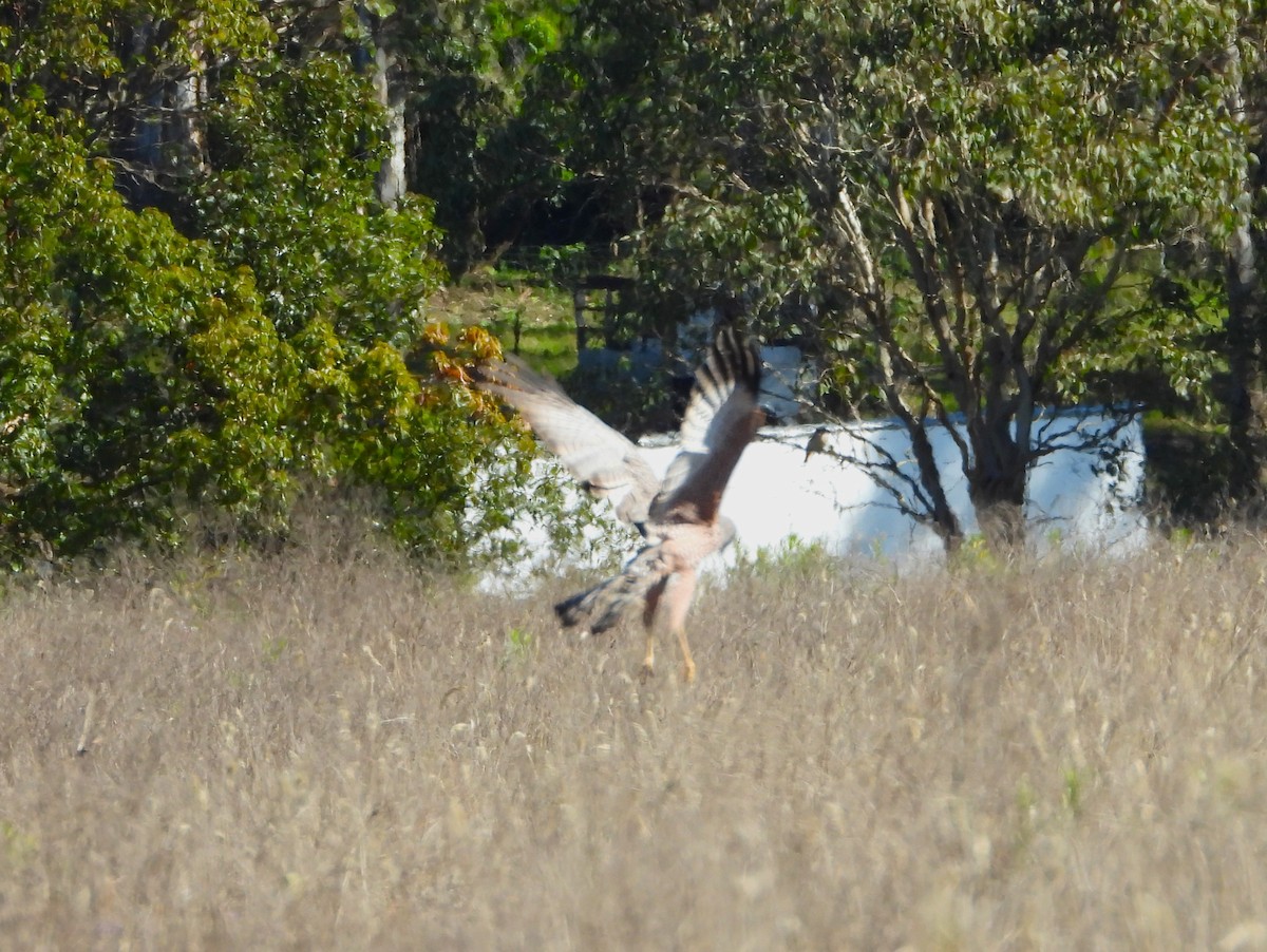 Spotted Harrier - ML620290530