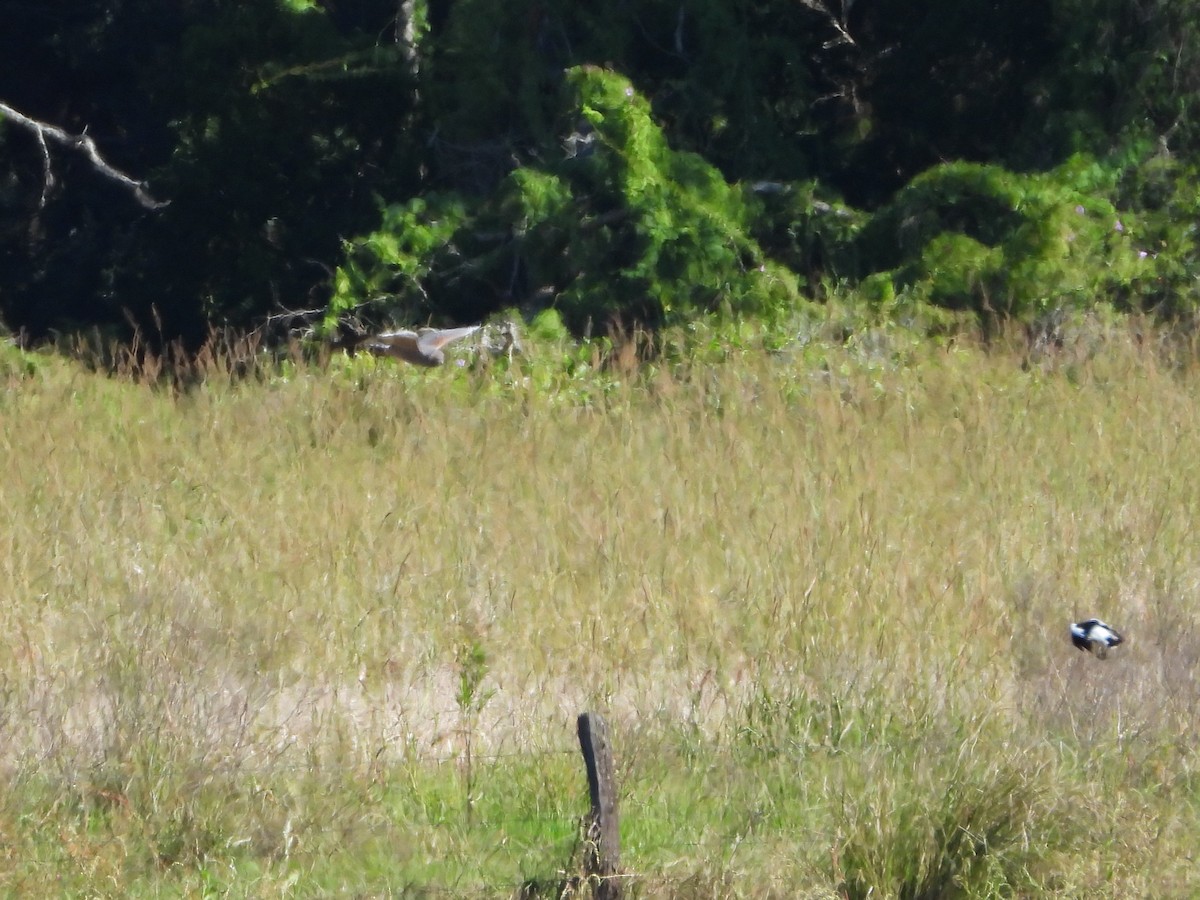 Spotted Harrier - ML620290531