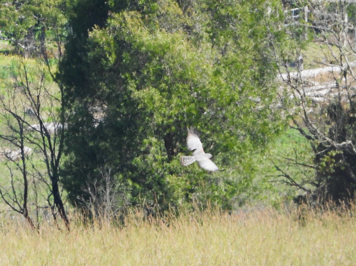 Spotted Harrier - David Flumm