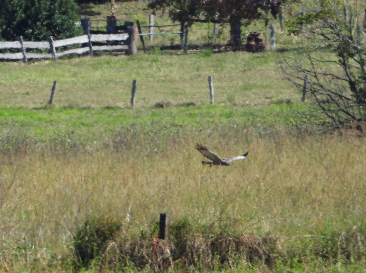 Aguilucho Moteado - ML620290533