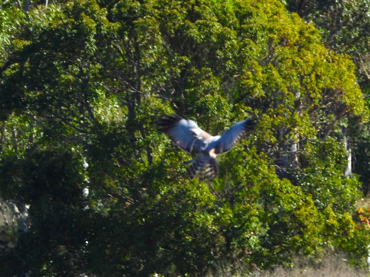 Aguilucho Moteado - ML620290535