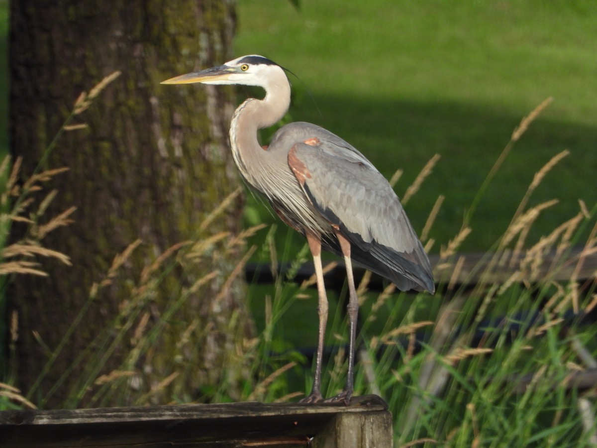 Great Blue Heron - ML620290538