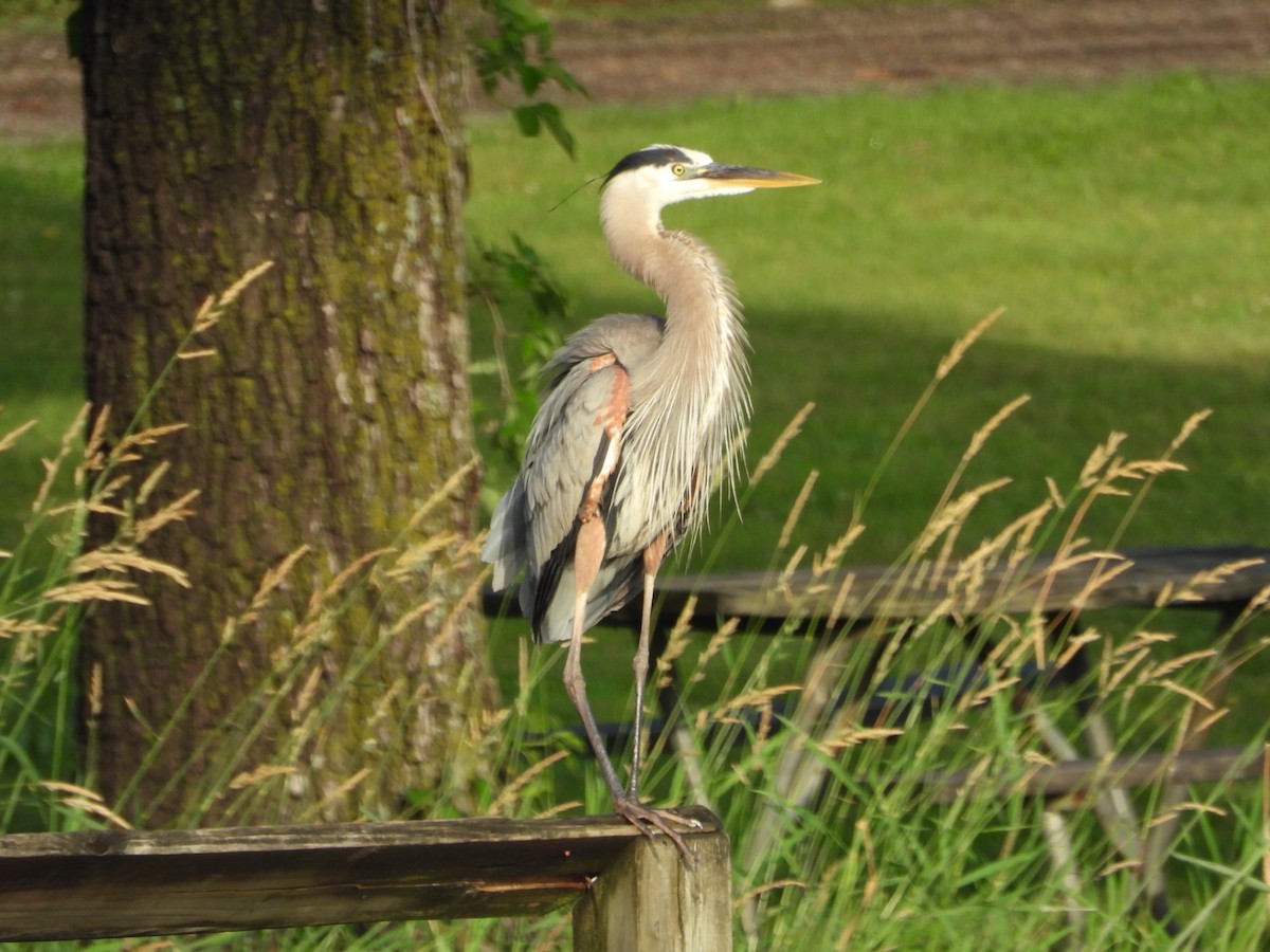 Great Blue Heron - ML620290539