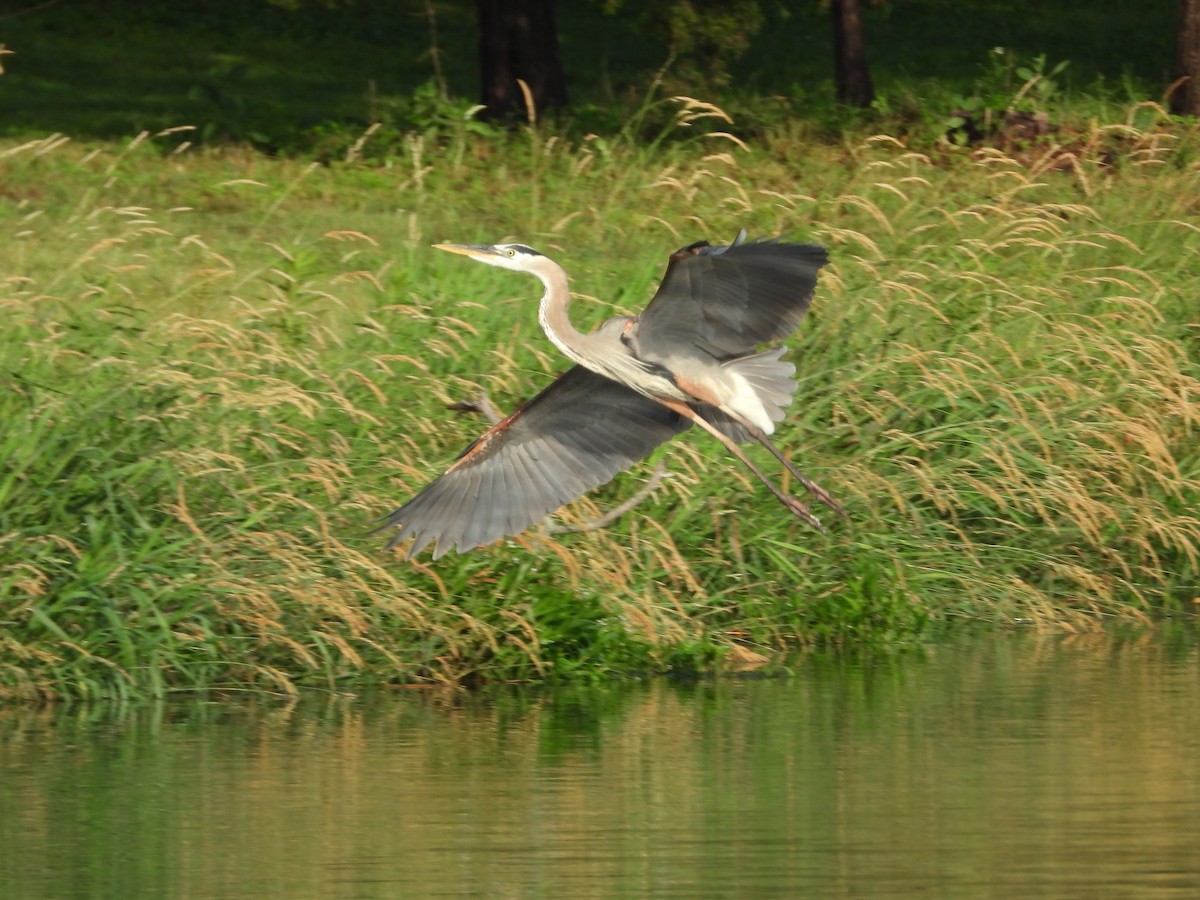 Great Blue Heron - ML620290540