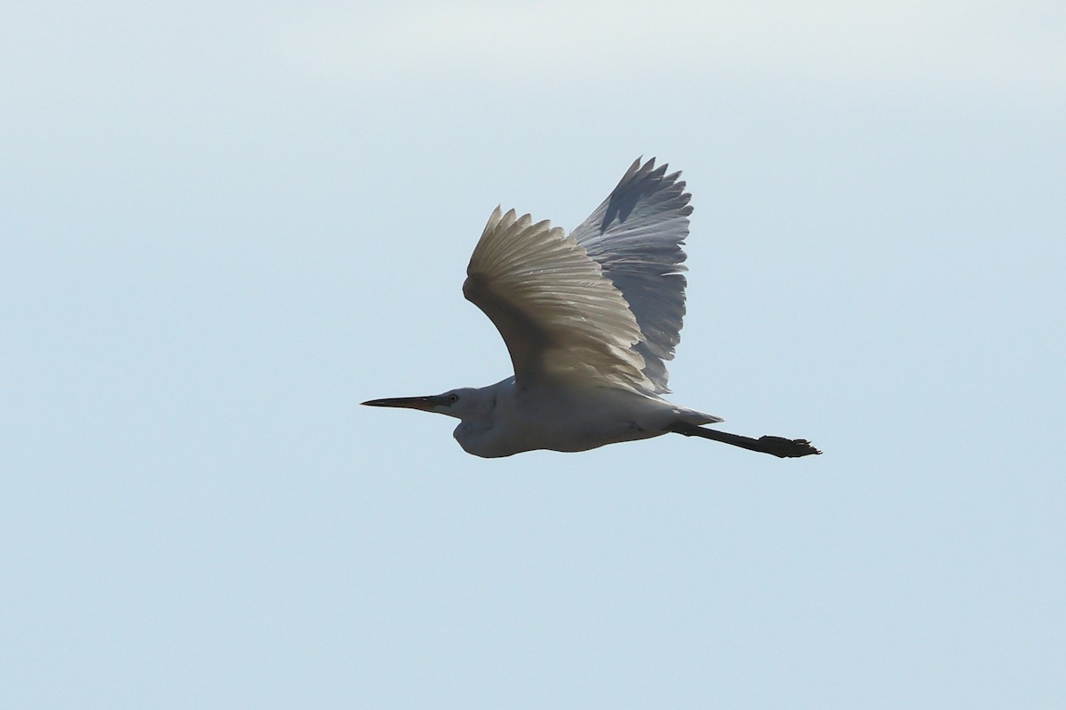 Chinese Egret - ML620290543