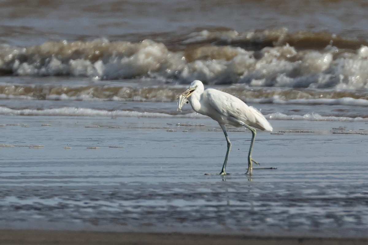 Chinese Egret - Dave Bakewell