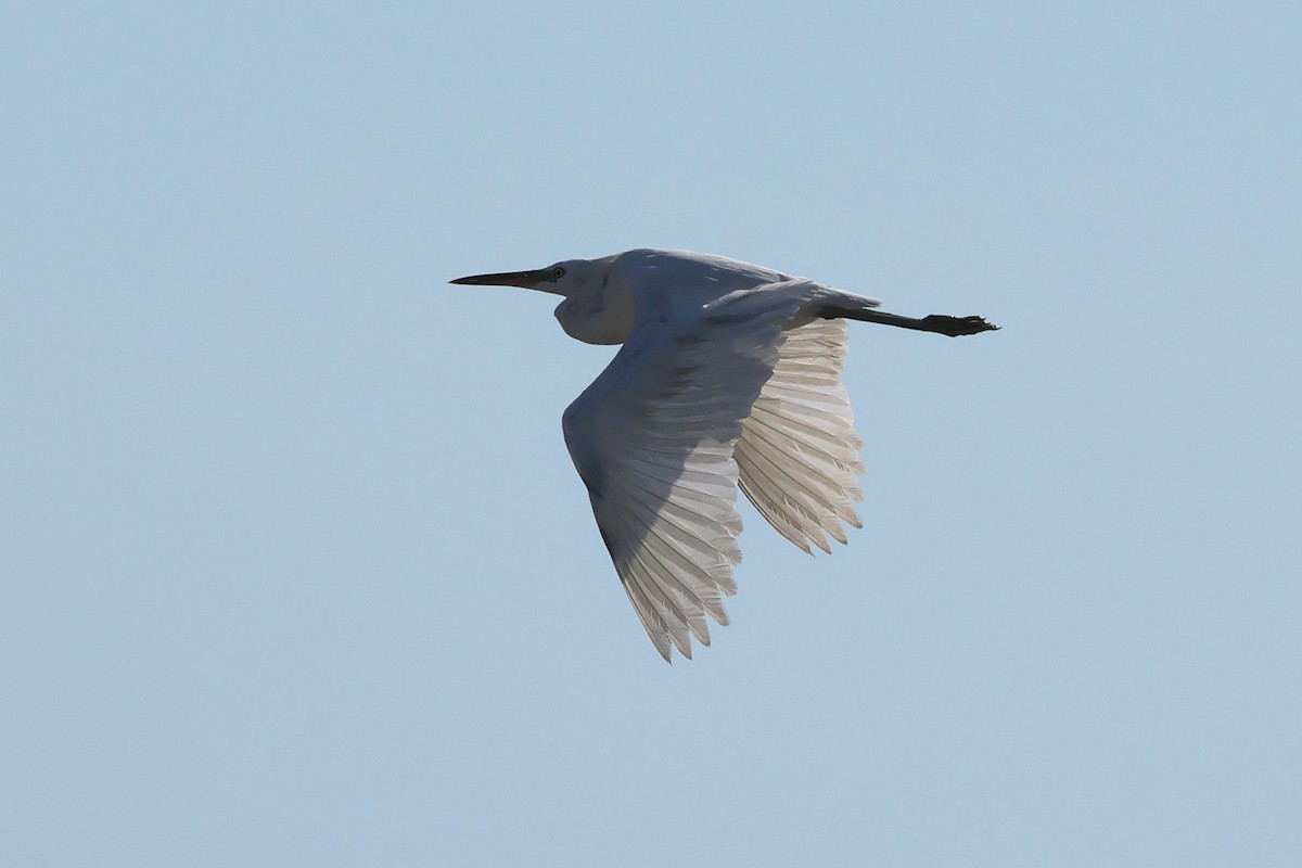 Chinese Egret - ML620290546