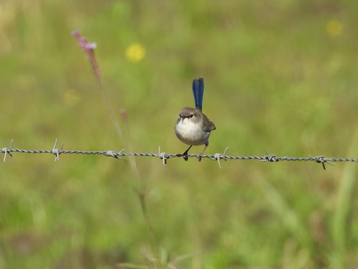 Superb Fairywren - ML620290547