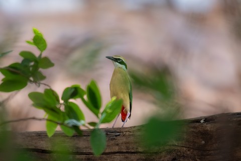 Indian Pitta media preview from Macaulay Library