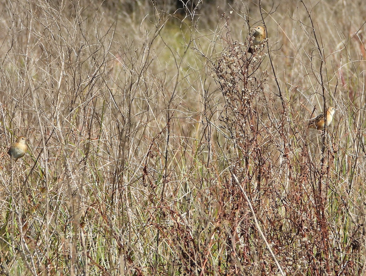 Golden-headed Cisticola - David Flumm