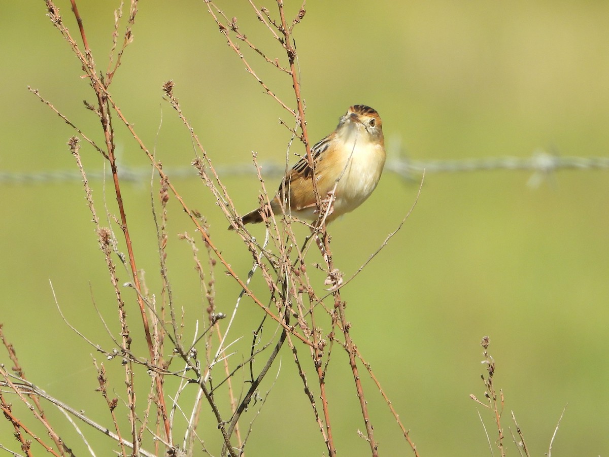 Cisticole à couronne dorée - ML620290560