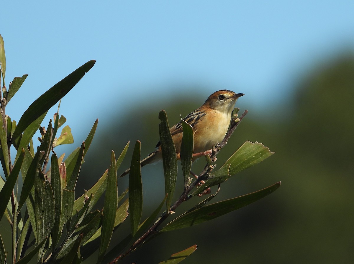 Cisticole à couronne dorée - ML620290561