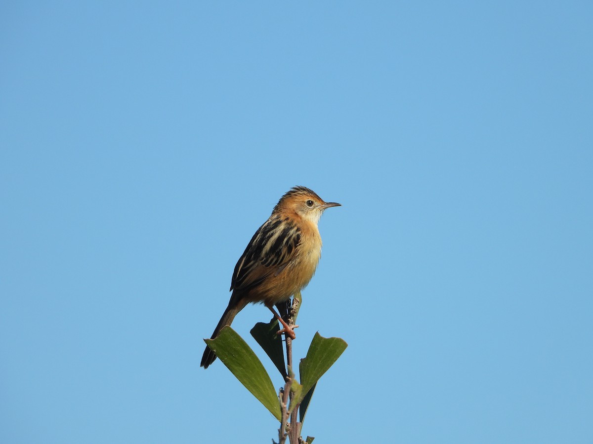 Cisticole à couronne dorée - ML620290562