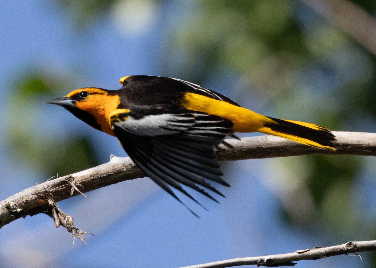 Oriole de Bullock - ML620290563