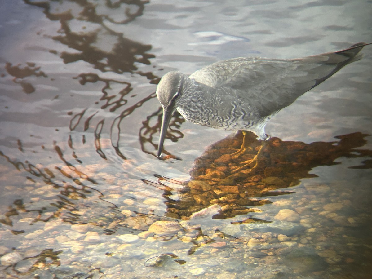 Wanderwasserläufer - ML620290564