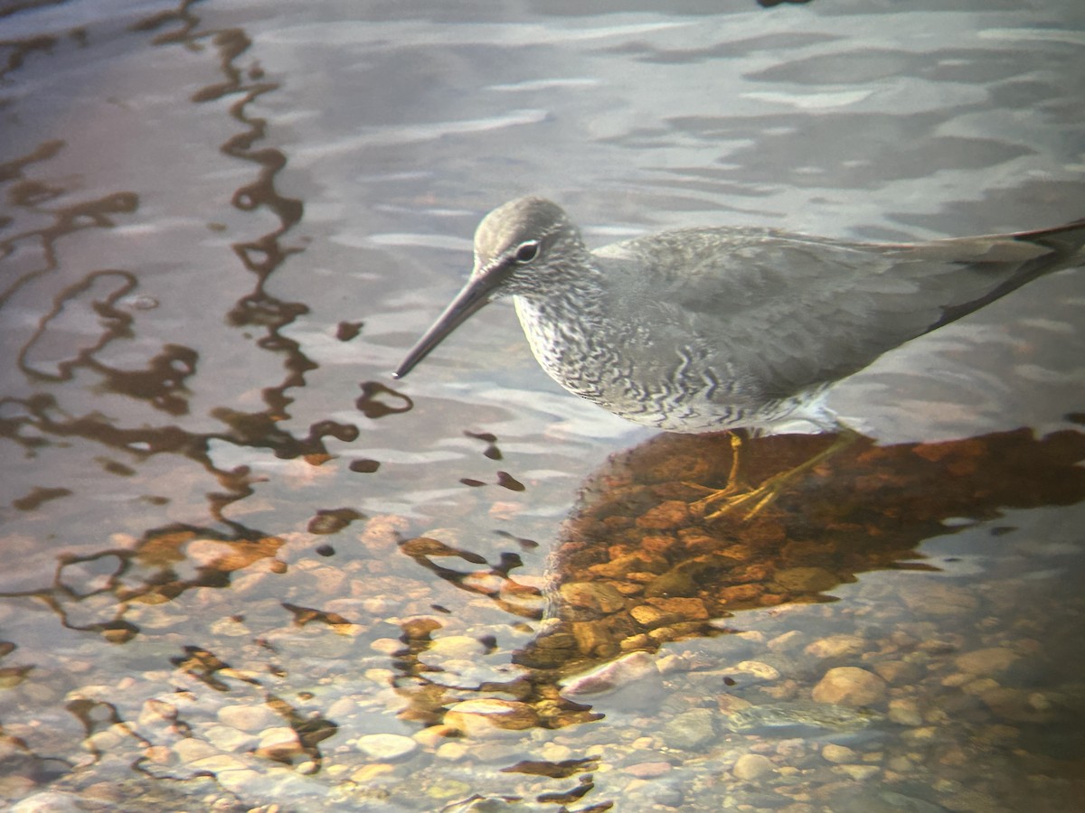 Wandering Tattler - ML620290565