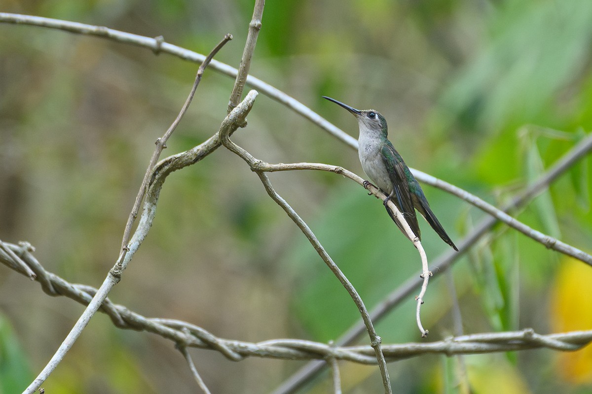 Wedge-tailed Sabrewing (Long-tailed) - ML620290567