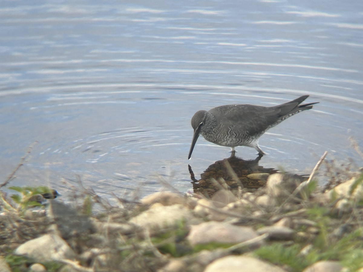 Wandering Tattler - ML620290568