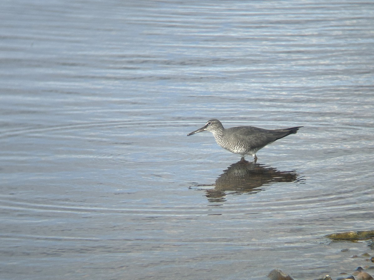 Wandering Tattler - ML620290570