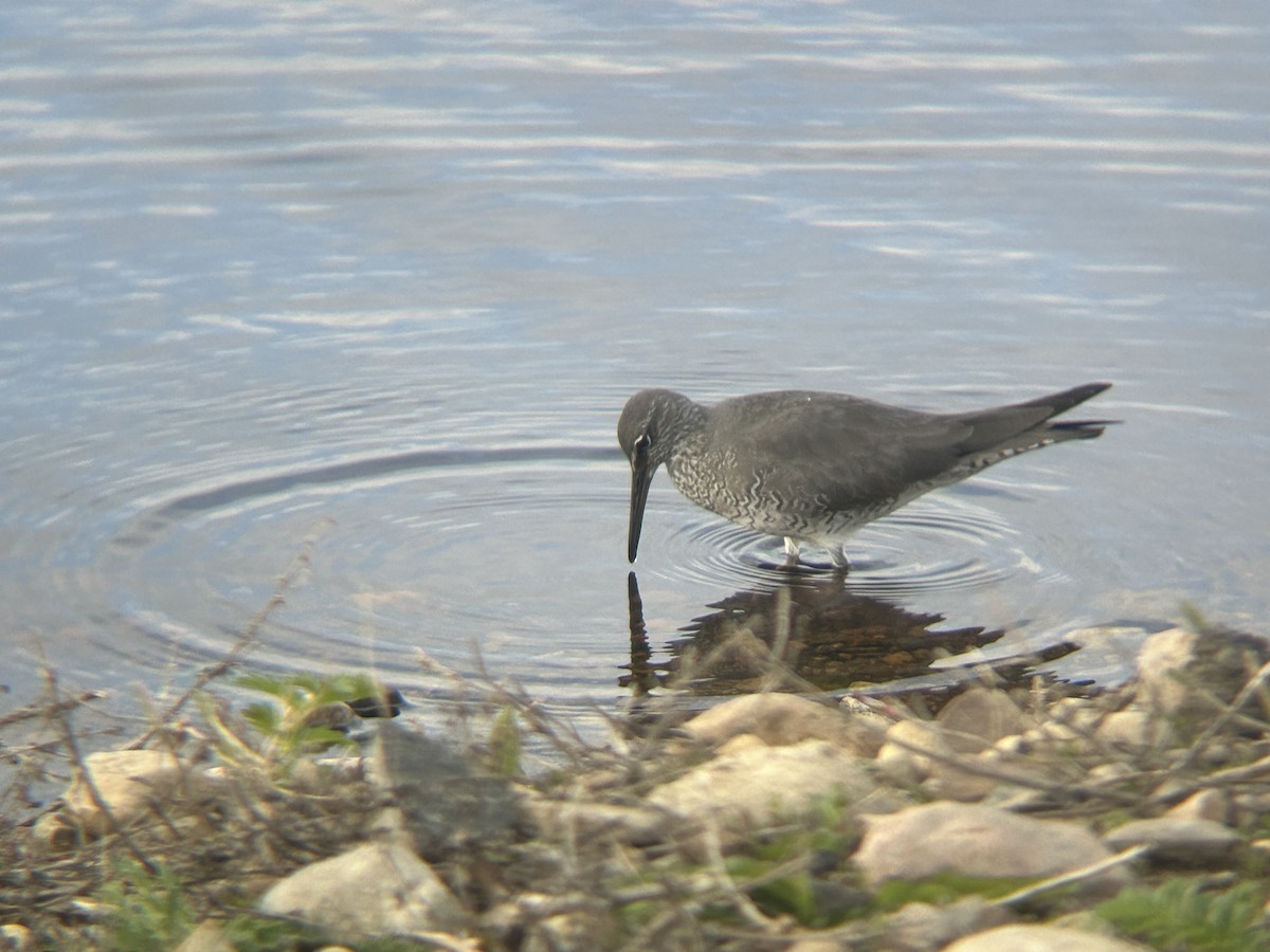 Wandering Tattler - ML620290571