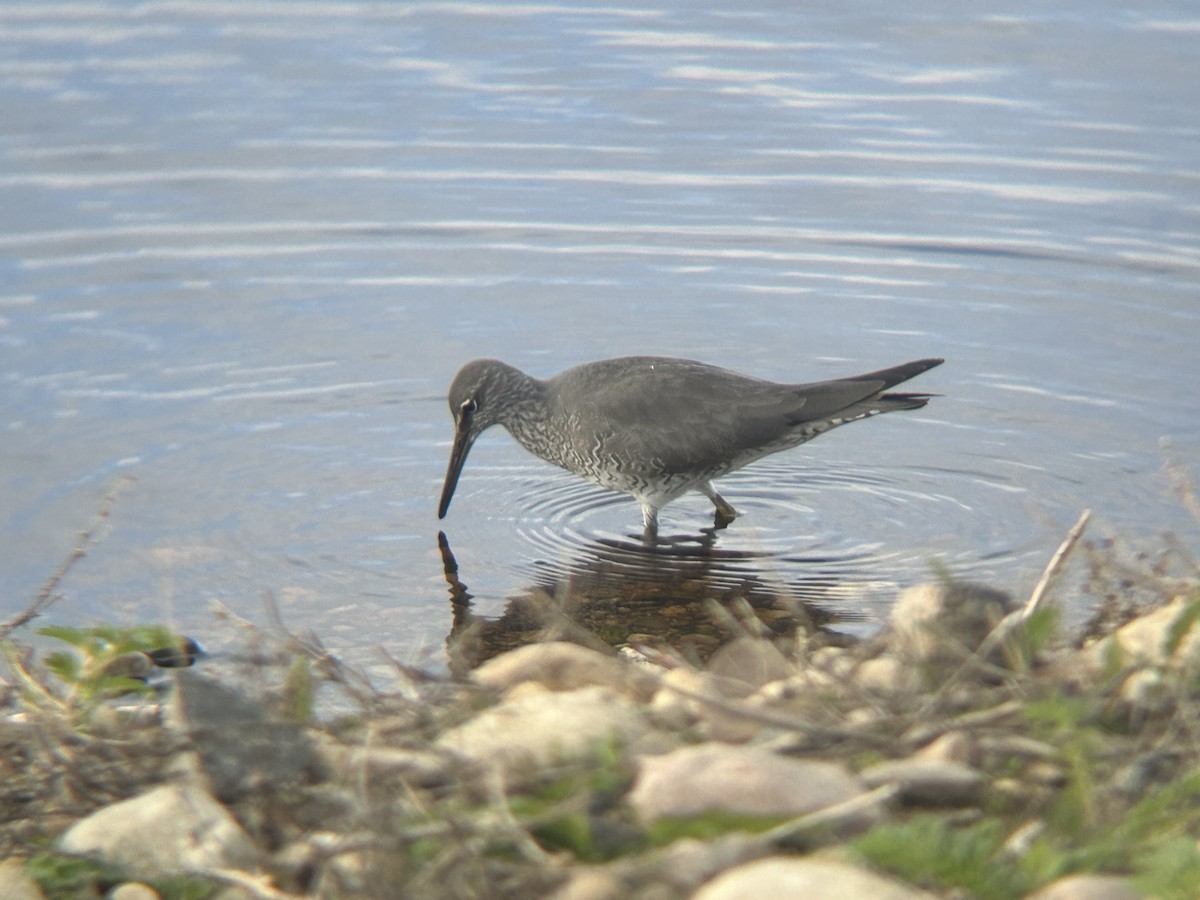 Wandering Tattler - ML620290572