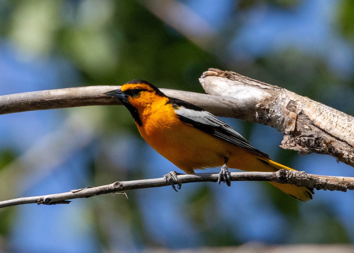 Oriole de Bullock - ML620290573