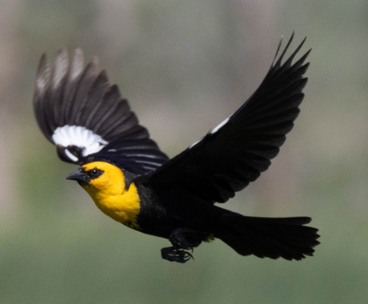 Yellow-headed Blackbird - ML620290577