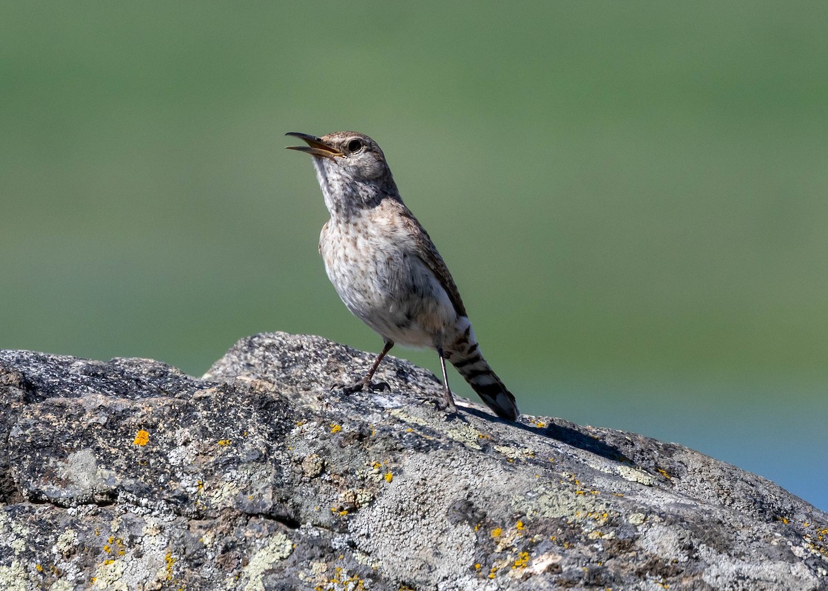 Rock Wren - ML620290579