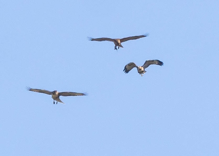 Red-tailed Hawk (calurus/alascensis) - ML620290584