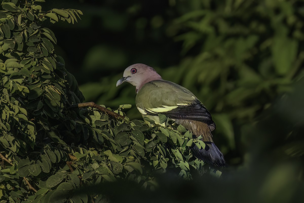 Pink-necked Green-Pigeon - ML620290601