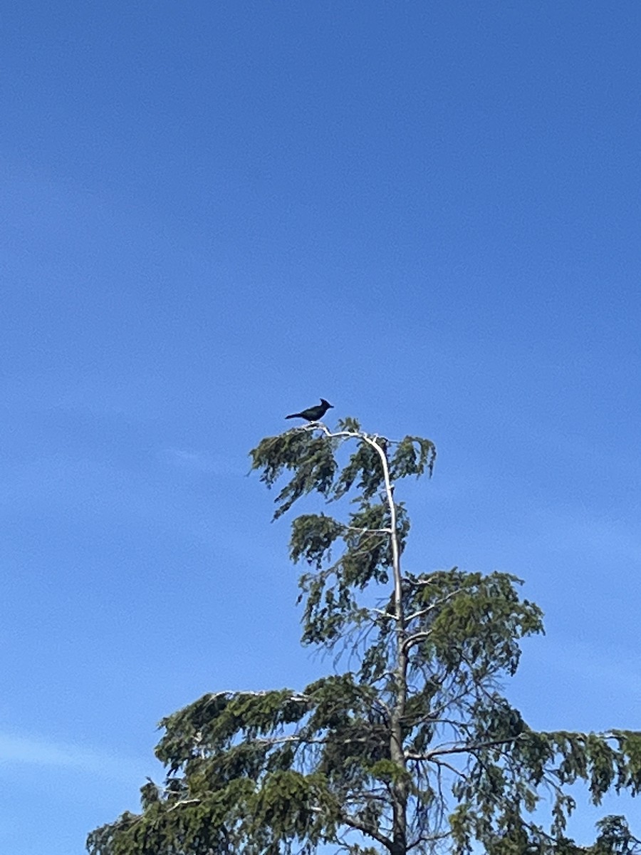 Steller's Jay - ML620290605