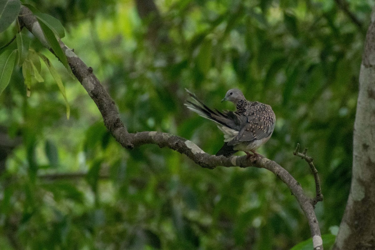 Spotted Dove - ML620290608