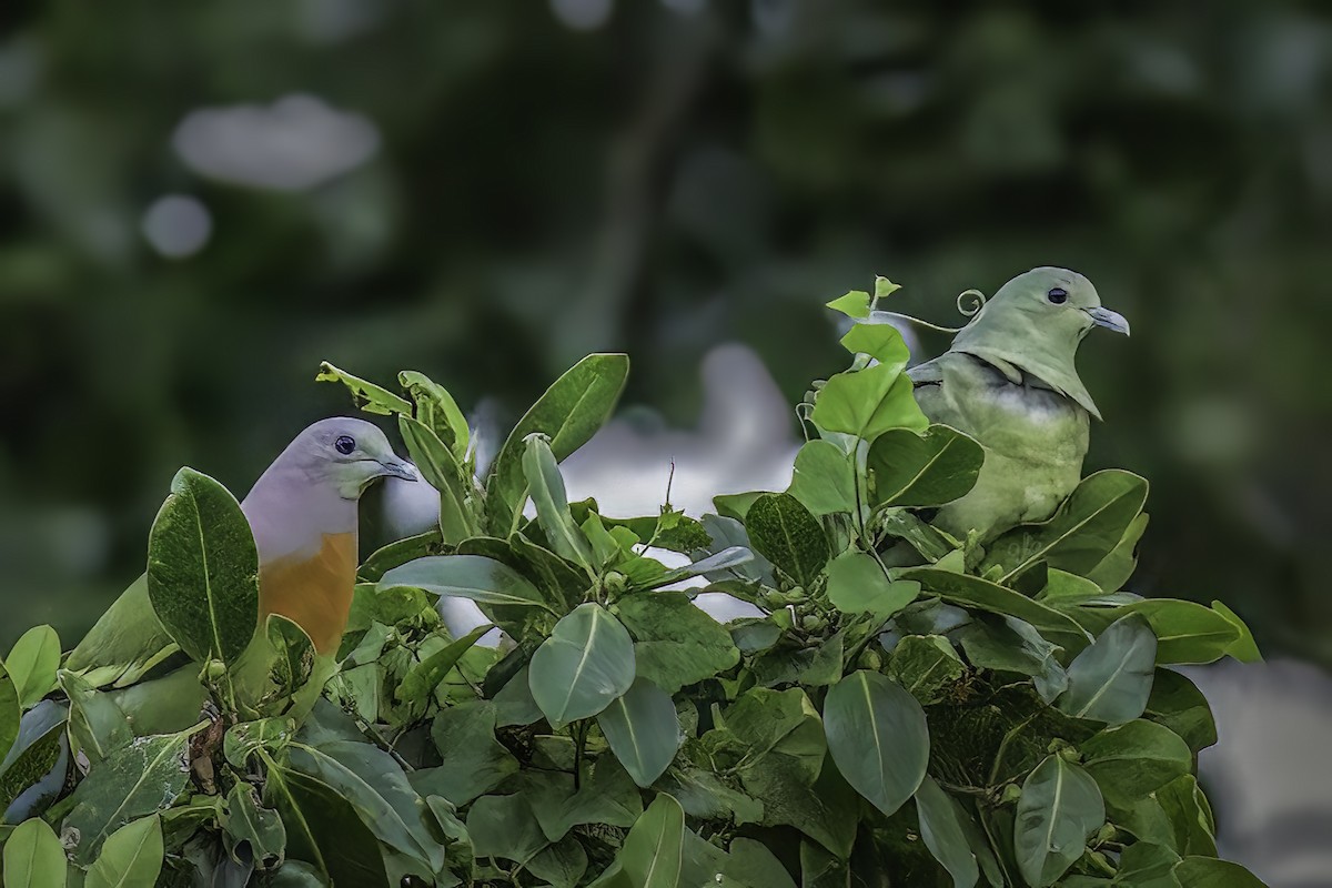 Pink-necked Green-Pigeon - ML620290611