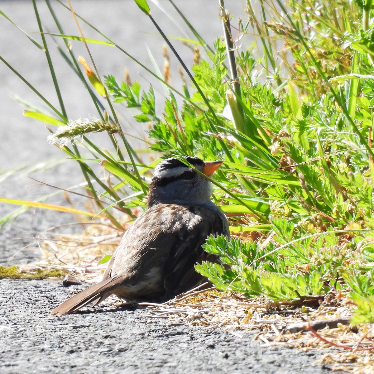 White-crowned Sparrow - ML620290612