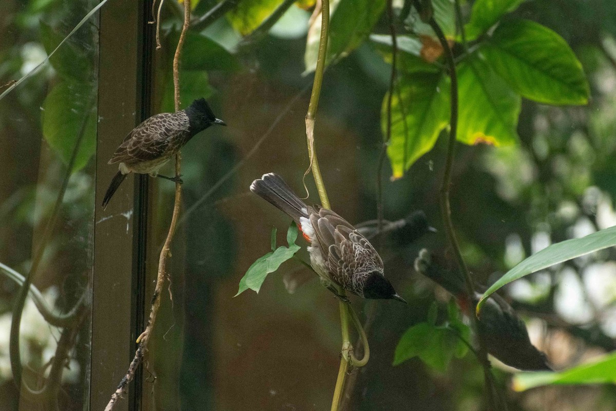 Red-vented Bulbul - ML620290615