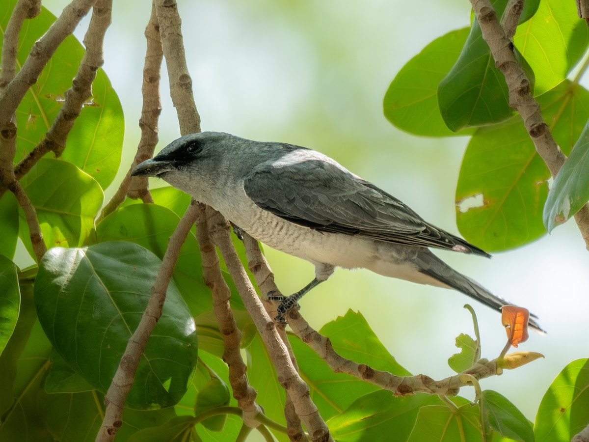 Large Cuckooshrike - ML620290616