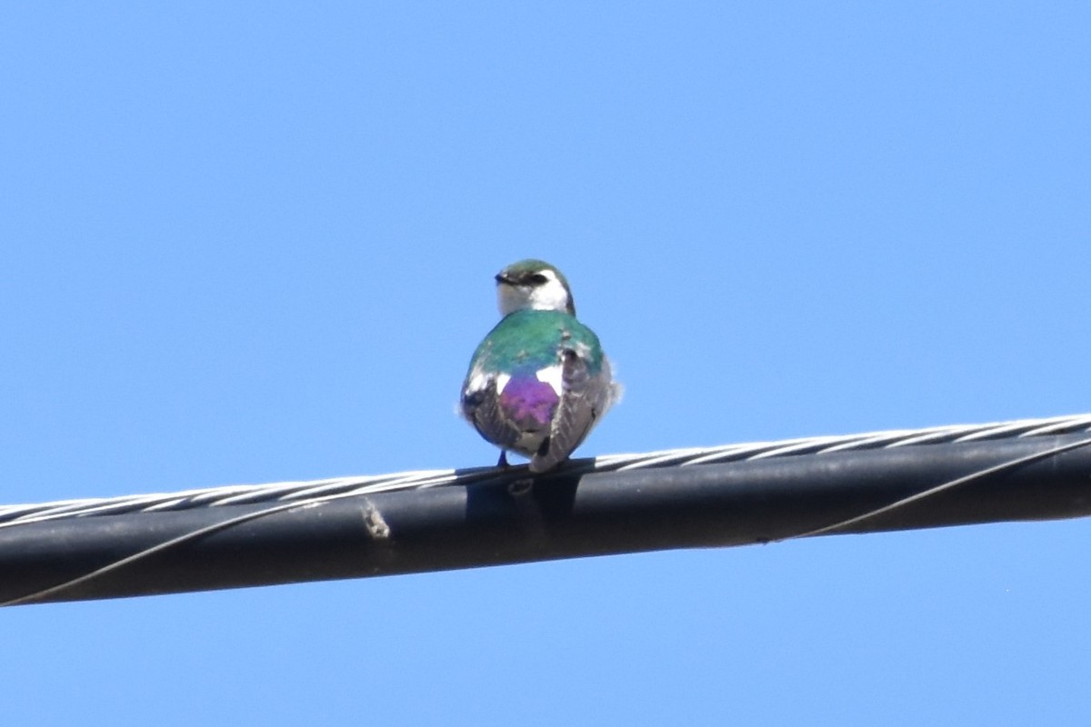Violet-green Swallow - ML620290620