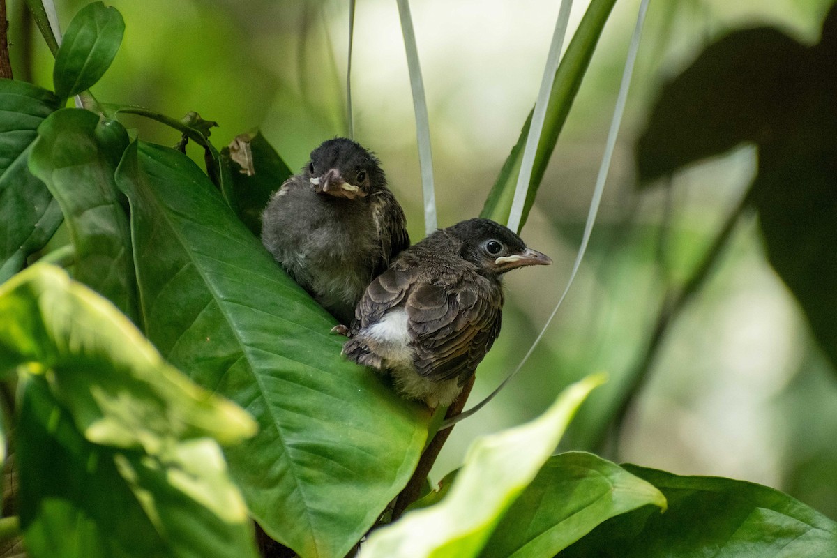 Red-vented Bulbul - ML620290622