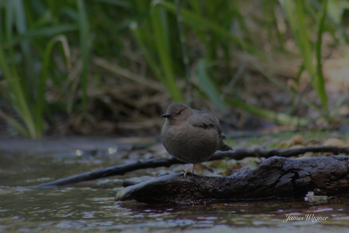 American Dipper - ML620290623