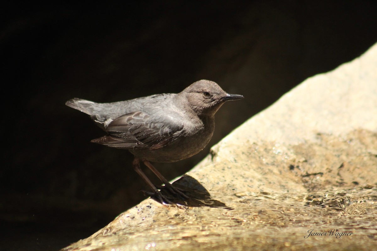 American Dipper - ML620290625