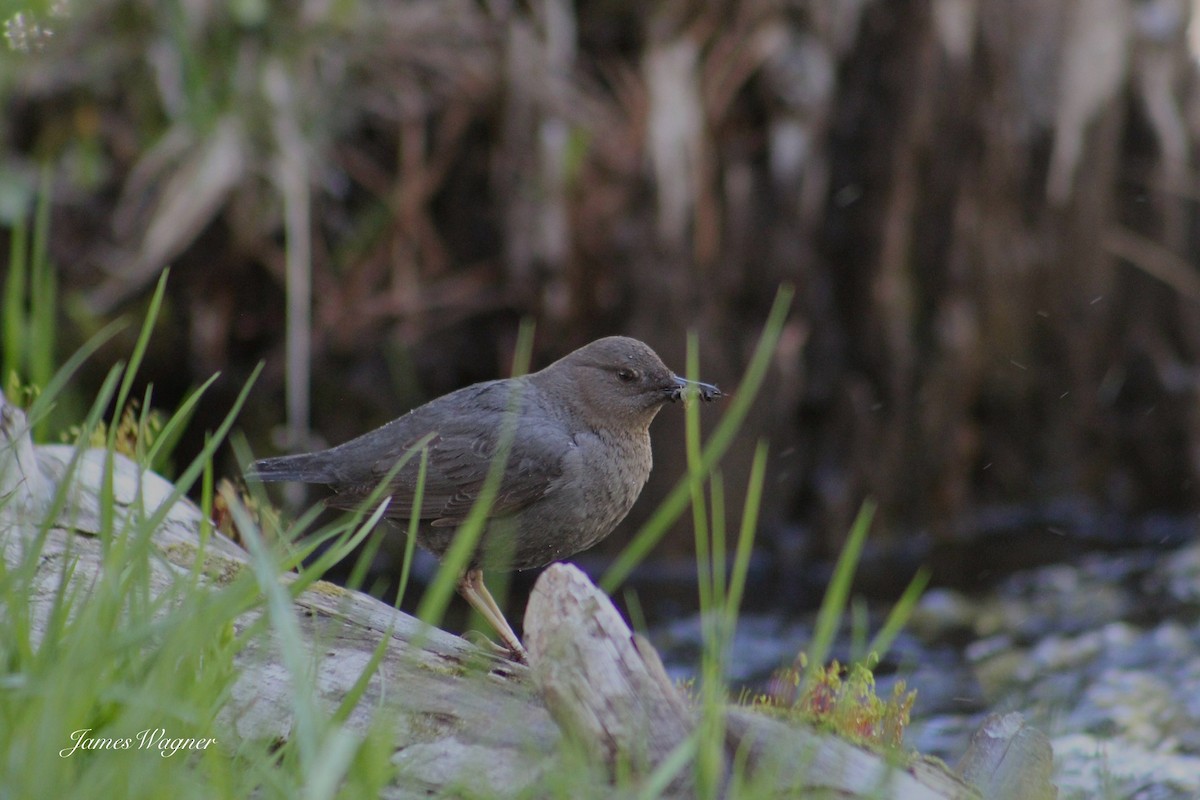 American Dipper - ML620290626