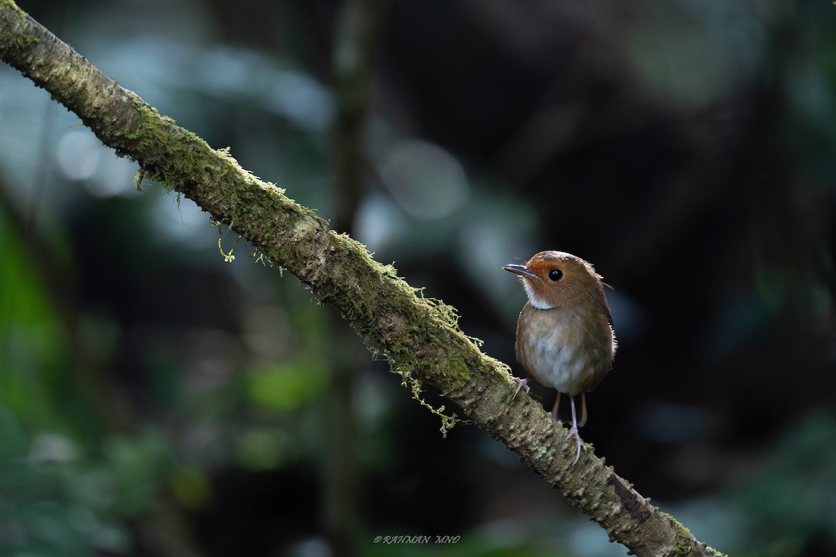 Rufous-browed Flycatcher - ML620290635