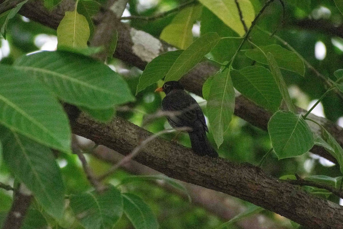 Indian Blackbird - Tuk Tuk
