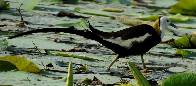 Pheasant-tailed Jacana - ML620290638