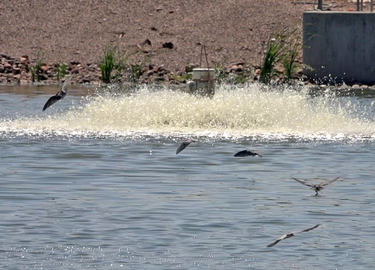 Black Tern - ML620290639