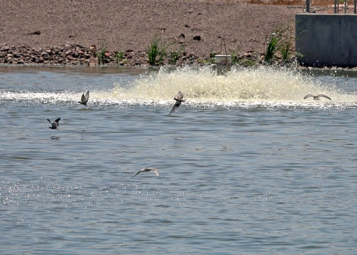 Black Tern - ML620290640