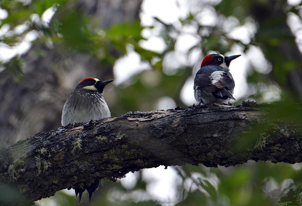 Acorn Woodpecker - ML620290643