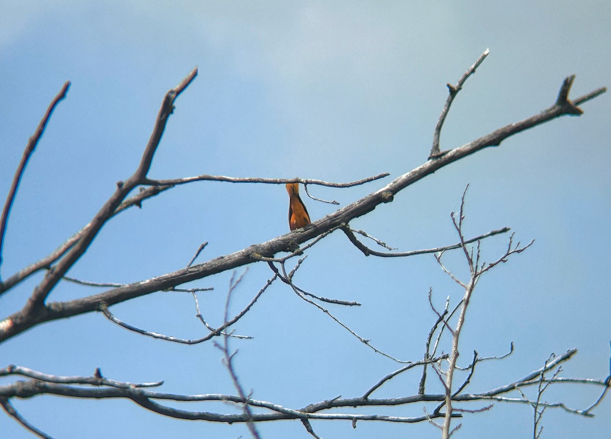 Baltimore Oriole - ML620290645