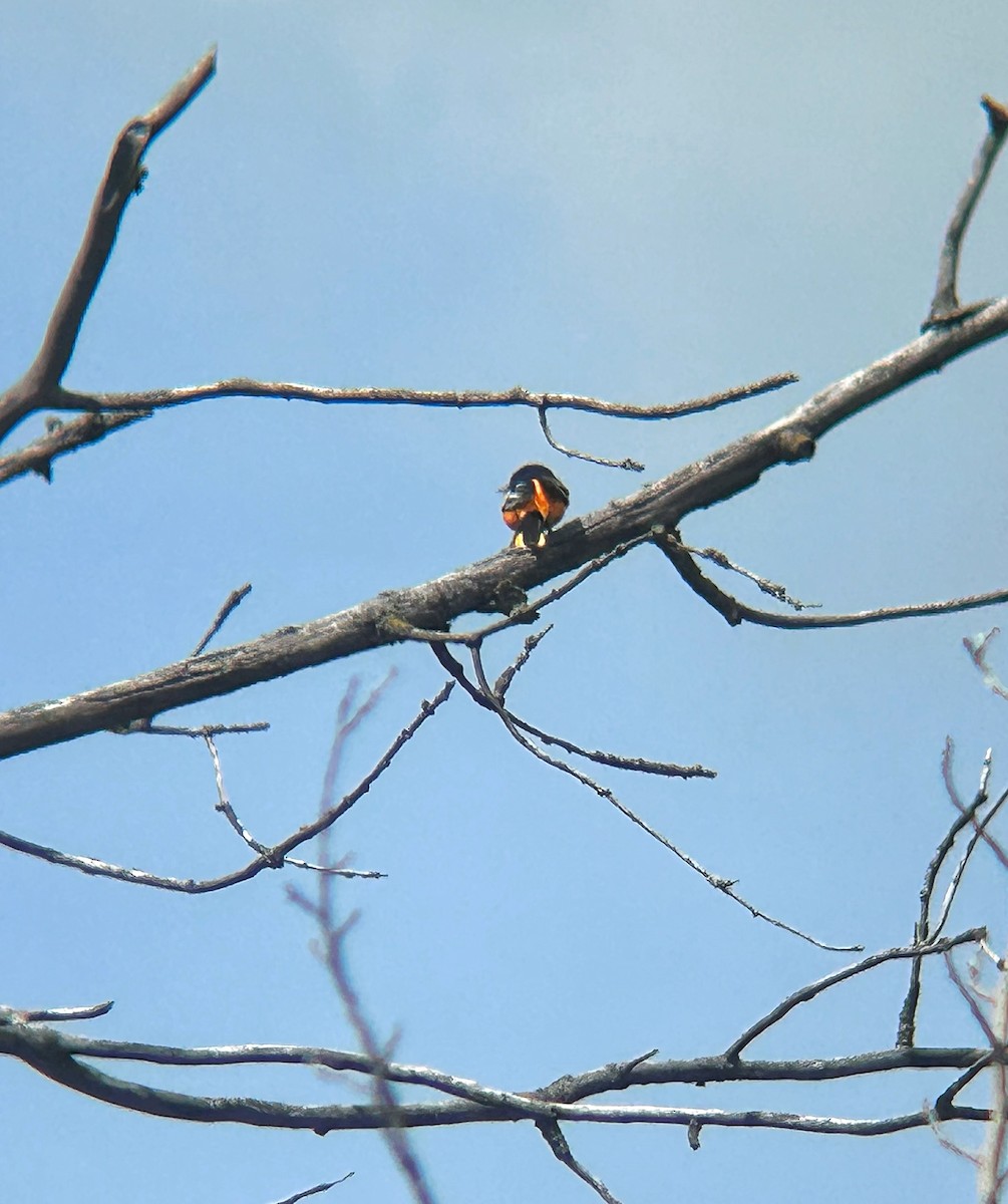 Baltimore Oriole - ML620290646